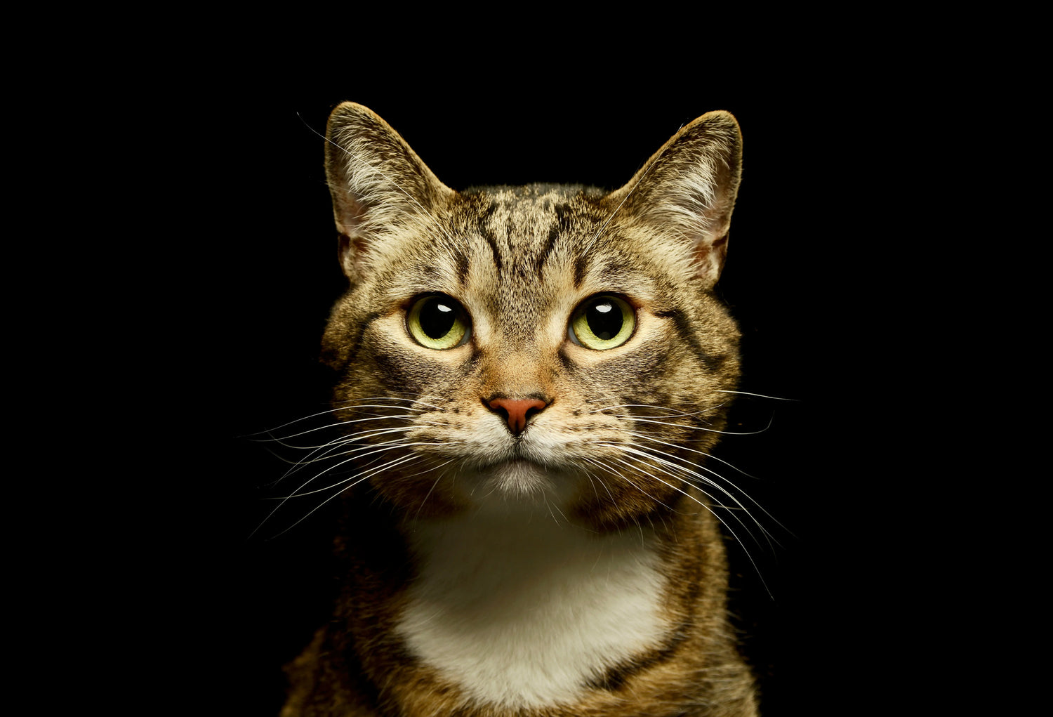 FOR CATS Petful World