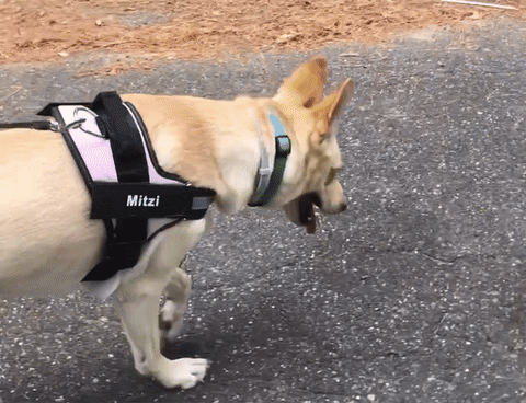 PETFULWORLD™ Personalised No Pull Dog Harness