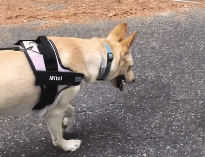 PETFULWORLD™ Personalised No Pull Dog Harness