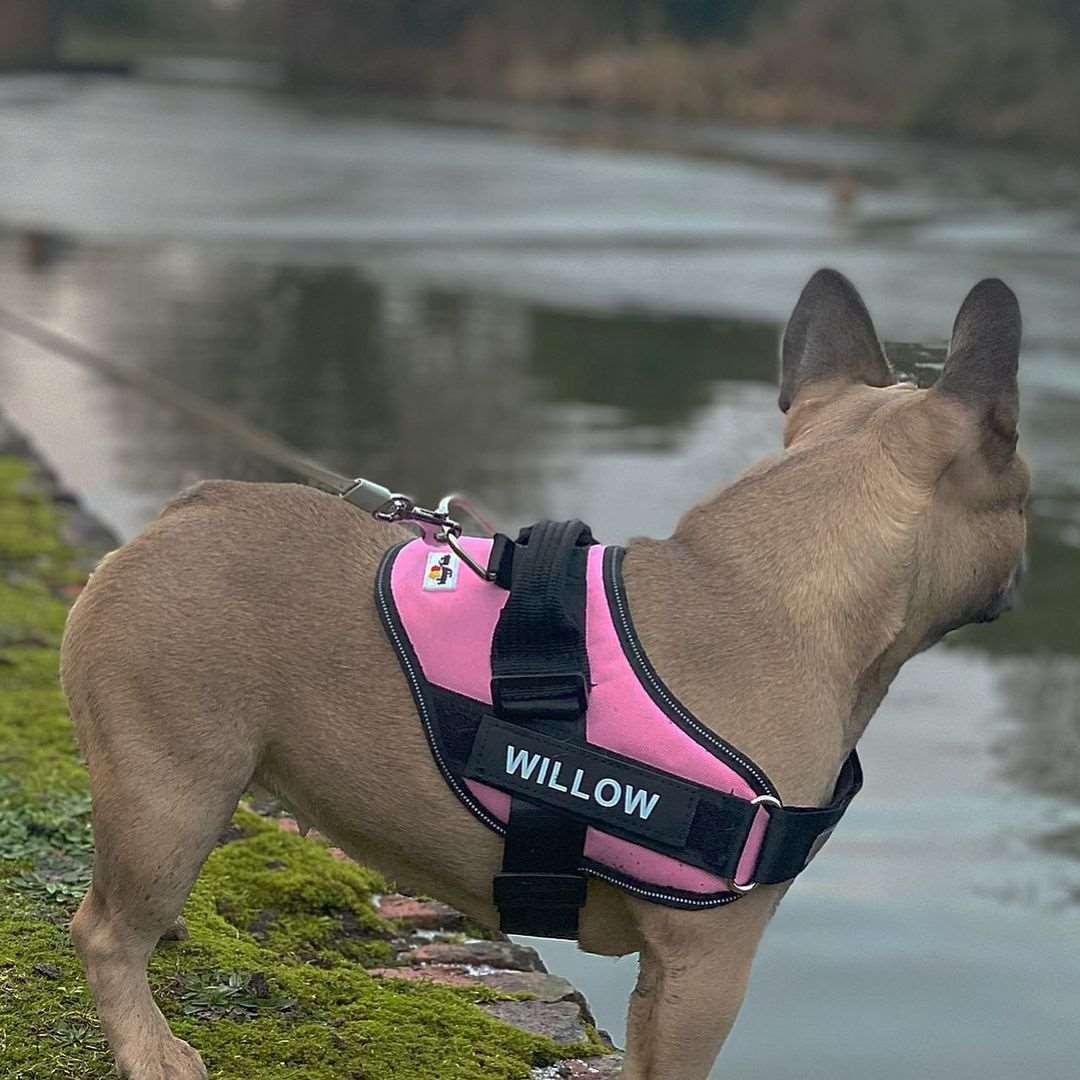 PETFULWORLD™ Personalised No Pull Dog Harness
